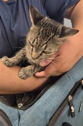 Shelter Stray Female Cat last seen , 14409 Vanowen St, Van Nuys, CA 91405, USA