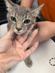 Shelter Stray Male Cat last seen BURLINGTON AC, 221 Stone Quarry Rd, Burlington, NC 27217, USA