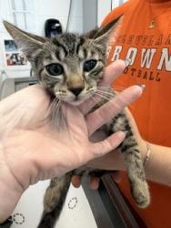 Shelter Stray Male Cat last seen BURLINGTON AC, 221 Stone Quarry Rd, Burlington, NC 27217, USA