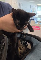 Shelter Stray Male Cat last seen , 14409 Vanowen St, Van Nuys, CA 91405, USA