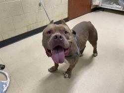 Shelter Stray Male Dog last seen Near BLOCK W CLARKE ST, 3839 W Burnham St, West Milwaukee, WI 53215, USA