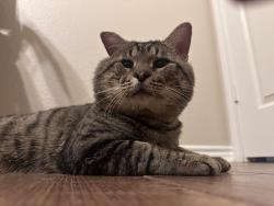 Reunited Male Cat last seen Round Leaf Dr & Triangle Leaf Dr, Fort Worth, TX 76244