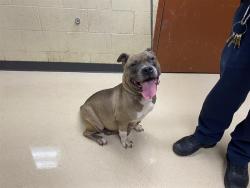 Shelter Stray Female Dog last seen Near BLOCK W HADLEY ST, 3839 W Burnham St, West Milwaukee, WI 53215, USA