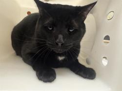 Shelter Stray Male Cat last seen WALMART 27TH ST, 3839 W Burnham St, West Milwaukee, WI 53215, USA