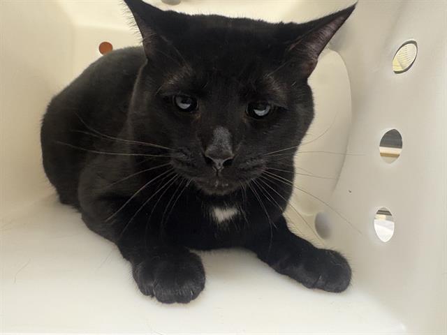 Shelter Stray Male Cat last seen WALMART 27TH ST, 3839 W Burnham St, West Milwaukee, WI 53215, USA