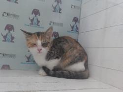 Shelter Stray Female Cat last seen , 2769 Conroy Rd, Orlando, FL 32839, USA
