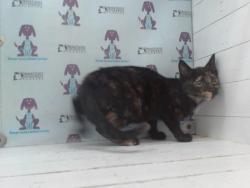 Shelter Stray Female Cat last seen , 2769 Conroy Rd, Orlando, FL 32839, USA
