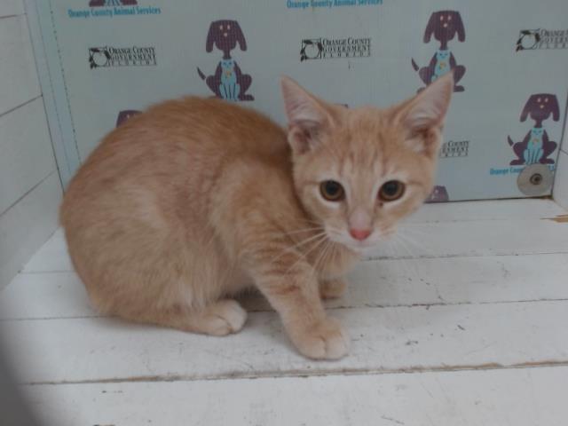 Shelter Stray Male Cat last seen , 2769 Conroy Rd, Orlando, FL 32839, USA