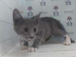 Shelter Stray Male Cat last seen , 2769 Conroy Rd, Orlando, FL 32839, USA