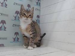 Shelter Stray Male Cat last seen , 2769 Conroy Rd, Orlando, FL 32839, USA