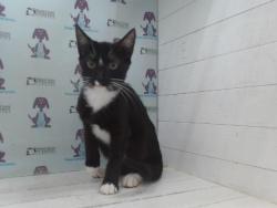 Shelter Stray Male Cat last seen , 2769 Conroy Rd, Orlando, FL 32839, USA