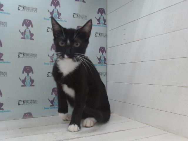 Shelter Stray Male Cat last seen , 2769 Conroy Rd, Orlando, FL 32839, USA