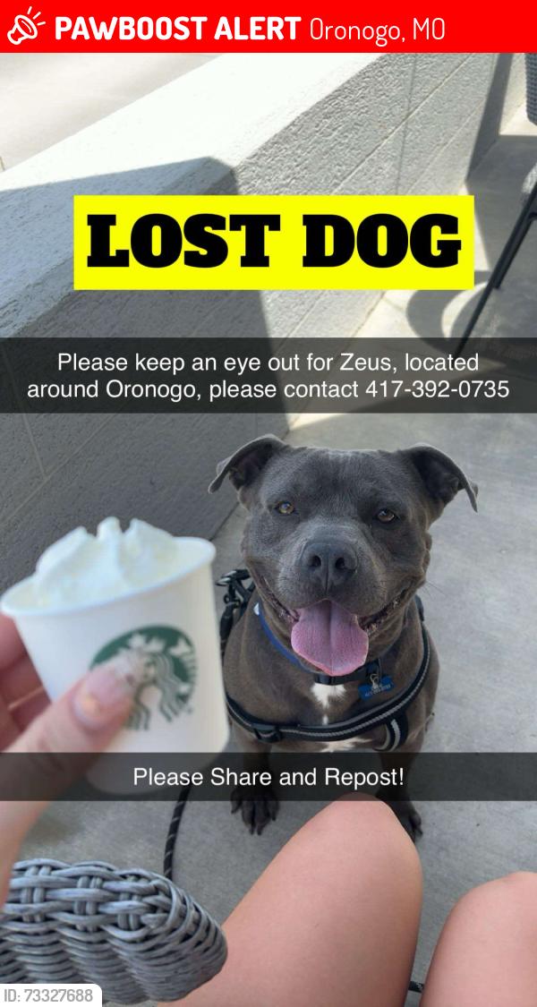 Lost Male Dog last seen By Harry S Truman, Oronogo, MO 64855