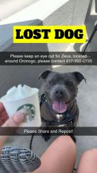 Lost Male Dog last seen By Harry S Truman, Oronogo, MO 64855