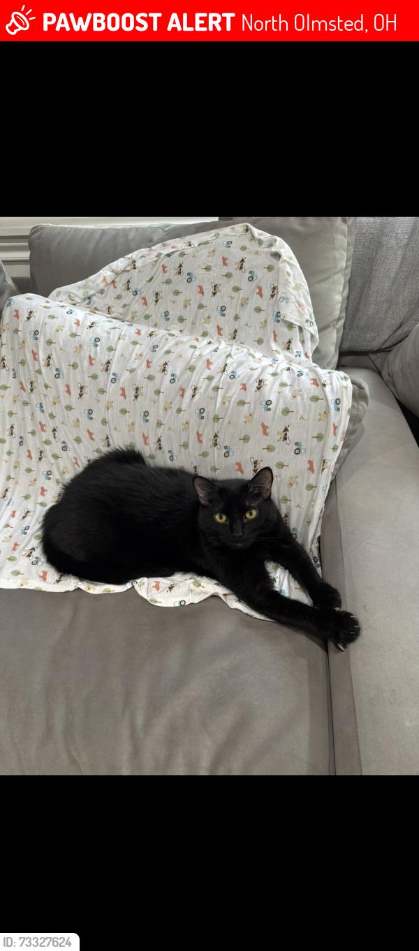 Lost Male Cat last seen McKenzie, North Olmsted, OH 44070