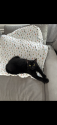 Lost Male Cat last seen McKenzie, North Olmsted, OH 44070