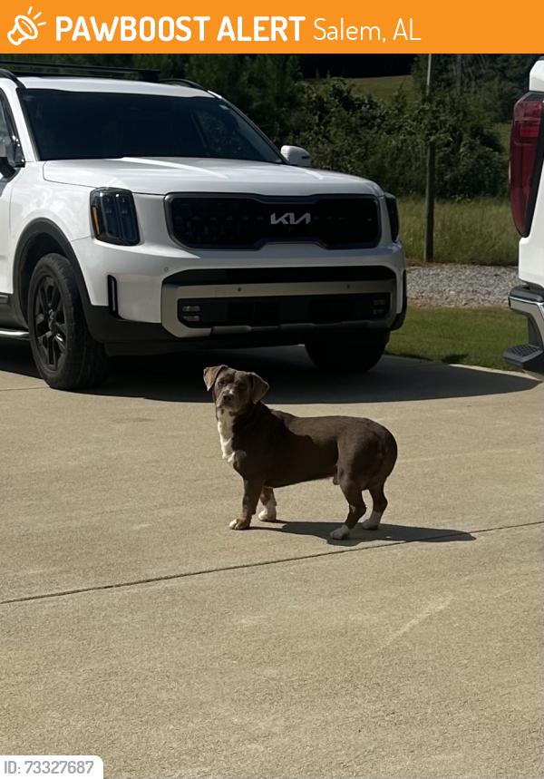 Found/Stray Male Dog last seen Near Lee Rd 340 Salem Al 36874 near po boys landing, Salem, AL 36874