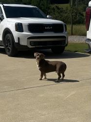 Found/Stray Male Dog last seen Near Lee Rd 340 Salem Al 36874 near po boys landing, Salem, AL 36874