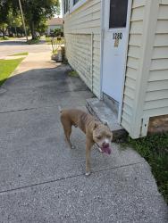 Reunited Male Dog last seen Rosavelt / Porlier, Green Bay, WI 54301