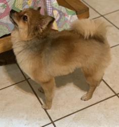 Reunited Female Dog last seen Near W. Mink St & South Wood St., Willis, TX 77378