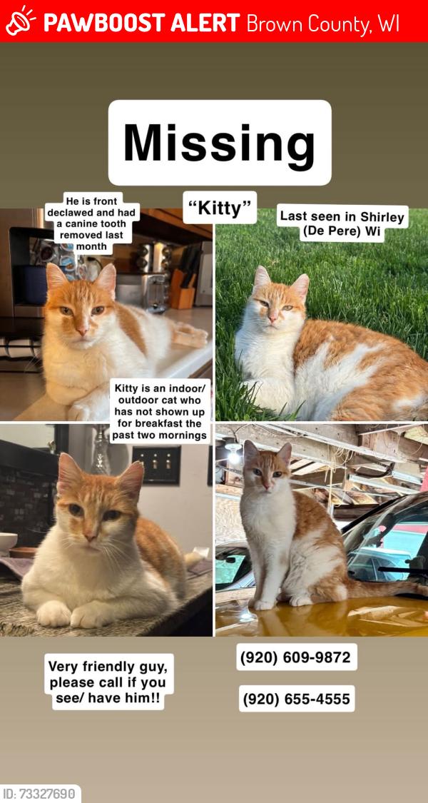 Lost Male Cat last seen Shirley Road, Brown County, WI 54115