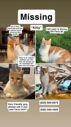 Lost Male Cat last seen Shirley Road, Brown County, WI 54115