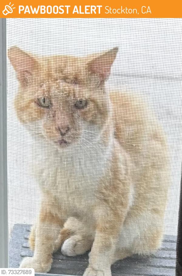 Found/Stray Male Cat last seen Boynes, Stockton, CA 95206