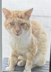 Found/Stray Male Cat last seen Boynes, Stockton, CA 95206