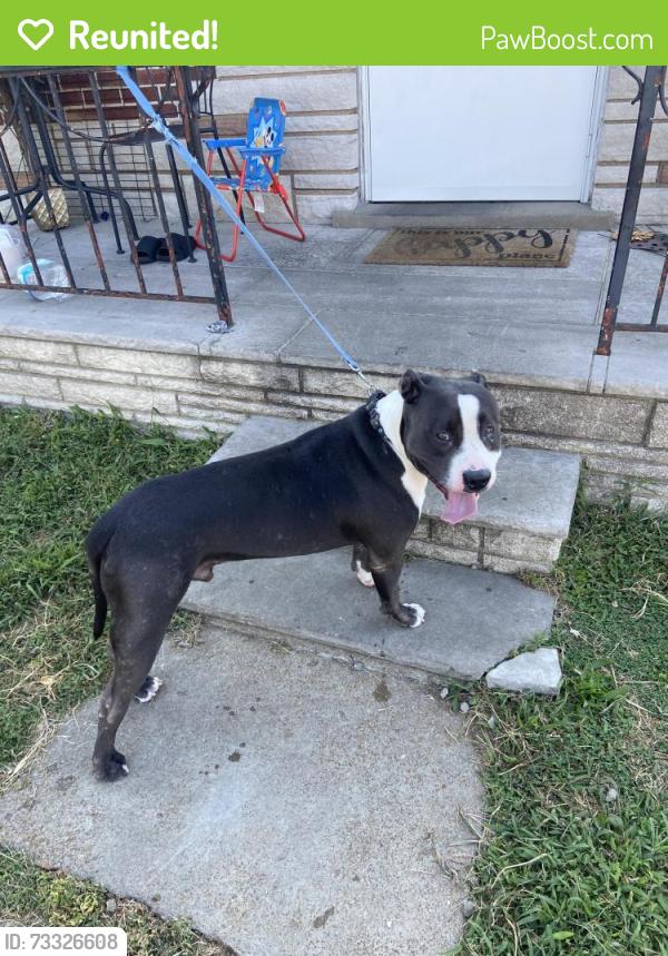 Reunited Male Dog last seen Put/ bull, St. Louis, MO 63111