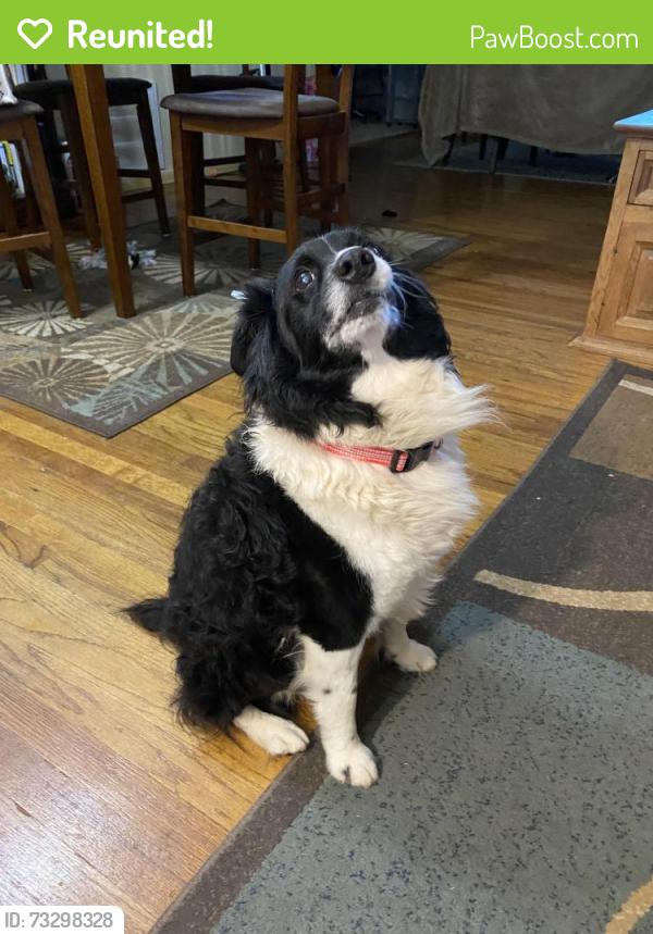 Reunited Male Dog last seen 45th and Indiana, Lubbock, TX 79413