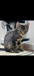 Lost Male Cat last seen Meade / Argyle, Chicago, IL 60630
