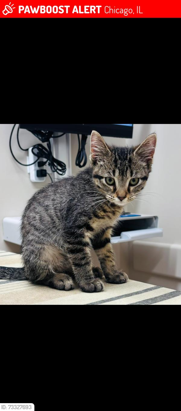 Lost Male Cat last seen Meade / Argyle, Chicago, IL 60630