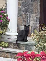 Found/Stray Unknown Cat last seen Hilliard, White Plains, NY 10605