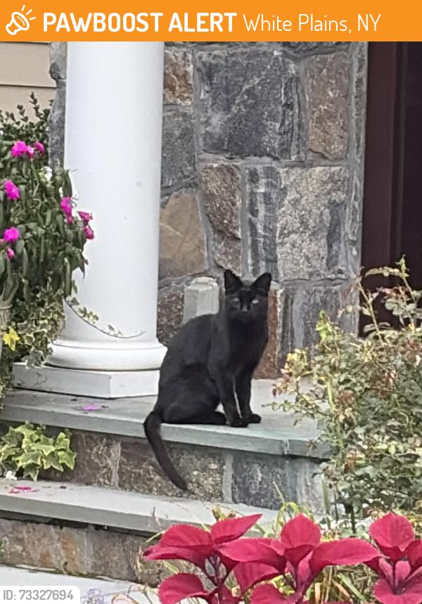 Found/Stray Unknown Cat last seen Hilliard, White Plains, NY 10605
