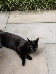 Lost Female Cat last seen Big Oak Rd, Yardley, PA 19067