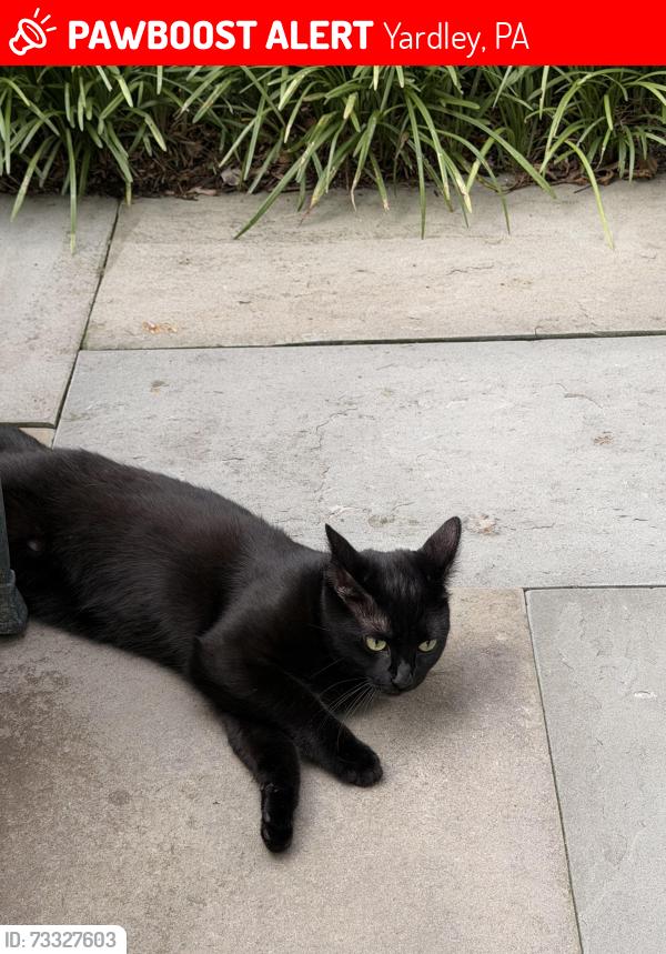 Lost Female Cat last seen Big Oak Rd, Yardley, PA 19067