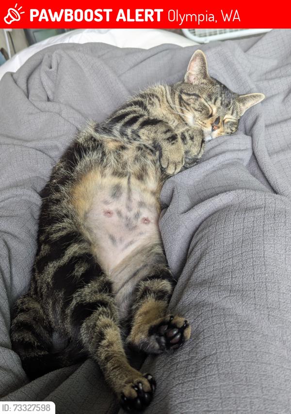Lost Female Cat last seen Harrison Ave & Kenyon St, Olympia, WA 98502