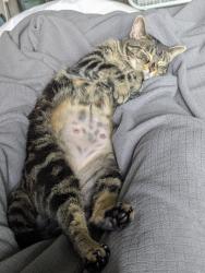 Lost Female Cat last seen Harrison Ave & Kenyon St, Olympia, WA 98502