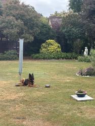Lost Female Dog last seen Ridge wood, New barn Road, New Barn, England 