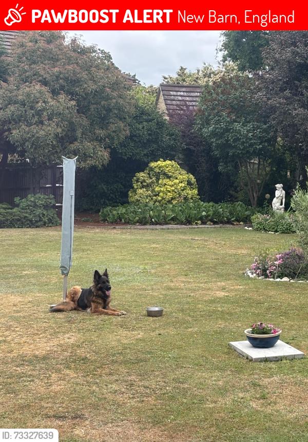 Lost Female Dog last seen Ridge wood, New barn Road, New Barn, England 