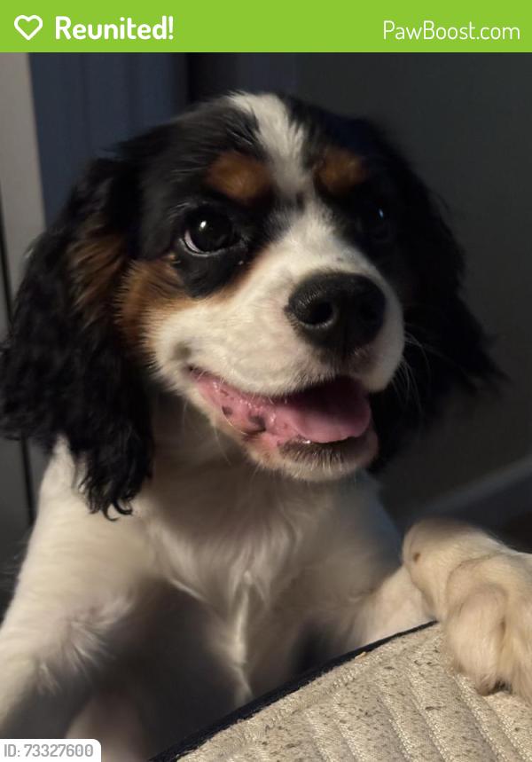 Reunited Male Dog last seen Evanshire Dr, Virginia 22406, USA, Stafford County, VA 22406
