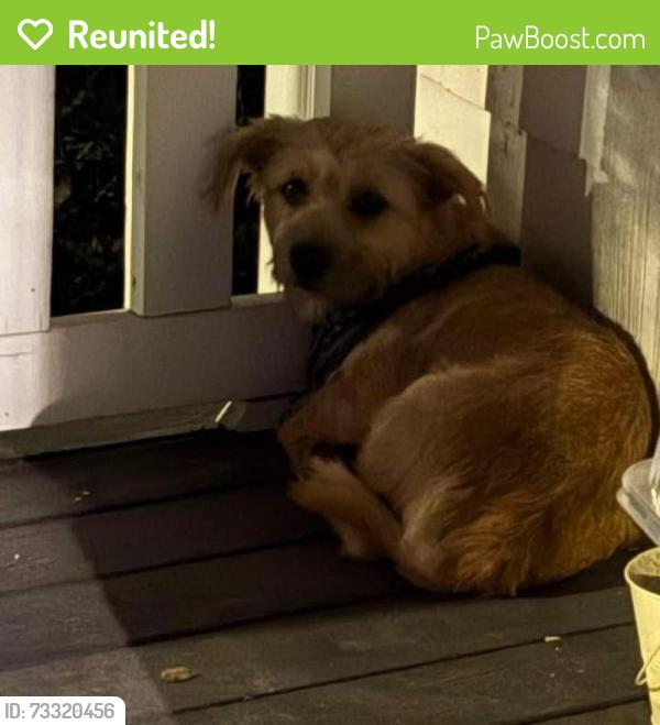 Reunited Male Dog last seen Grant & Nichols, Springfield, MO 65802