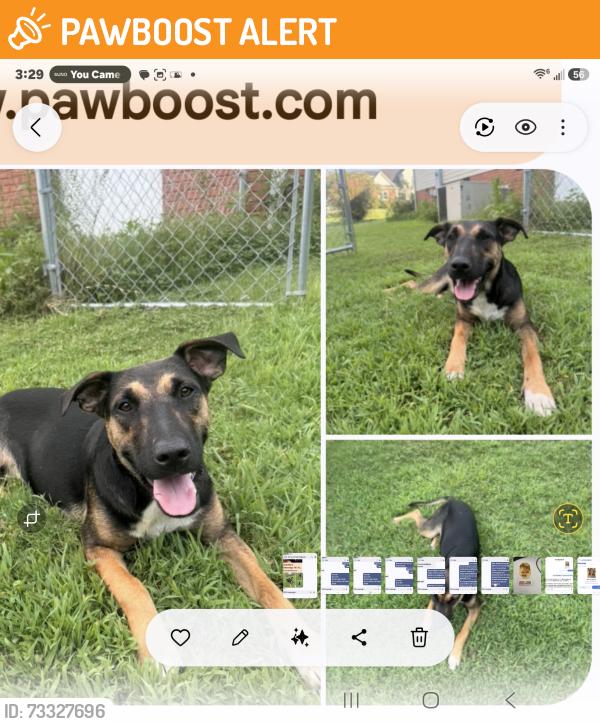 Found/Stray Male Dog last seen Trail of tears parrk TN, Van Buren County, TN 37110