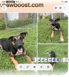 Found/Stray Male Dog last seen Trail of tears parrk TN, Van Buren County, TN 37110