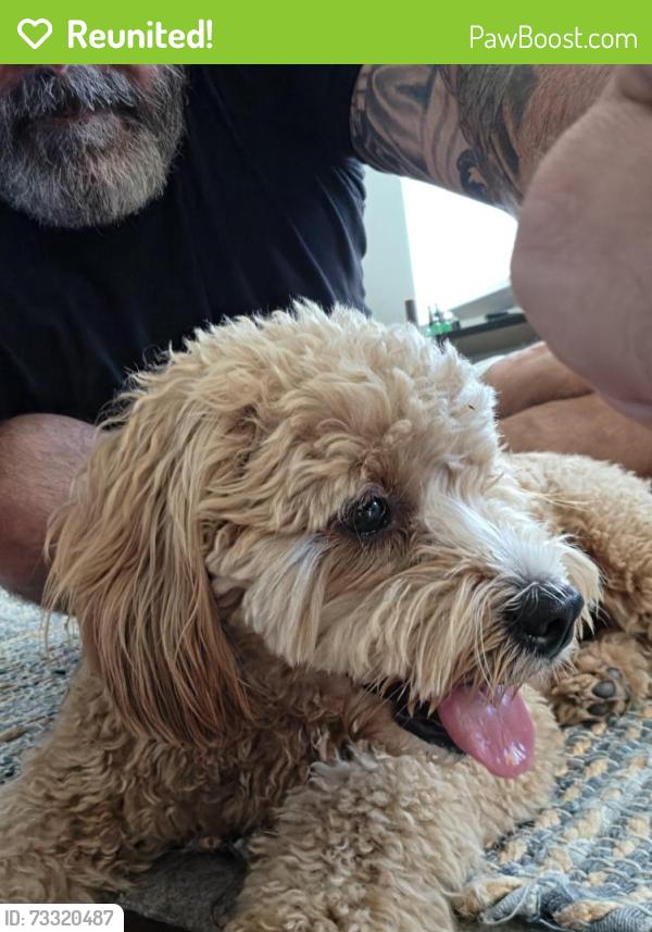 Reunited Unknown Dog last seen Anteater and Culver, Irvine, CA 92617