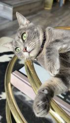 Lost Female Cat last seen Emerald St, Torrance, CA 90503