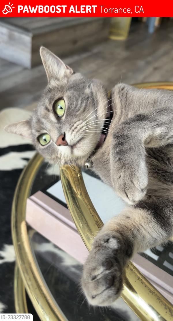 Lost Female Cat last seen Emerald St, Torrance, CA 90503