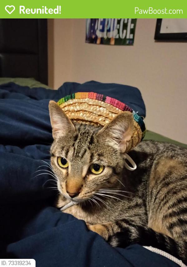 Reunited Male Cat last seen Mildred, Salem, OR 97306