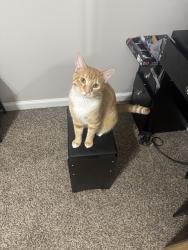 Lost Male Cat last seen Yadkin rd, Fayetteville, NC 28303