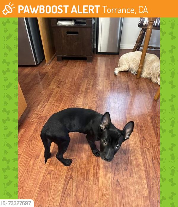 Found/Stray Female Dog last seen 212th street & Royal Blvd., Torrance, CA 90501